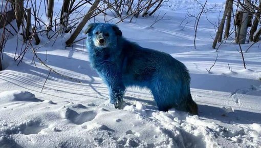 Стаю синих собак обнаружили в городе Дзержинске